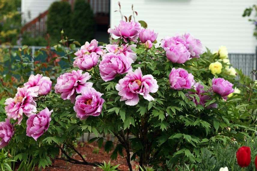 pivoine arbustive à fleurs roses