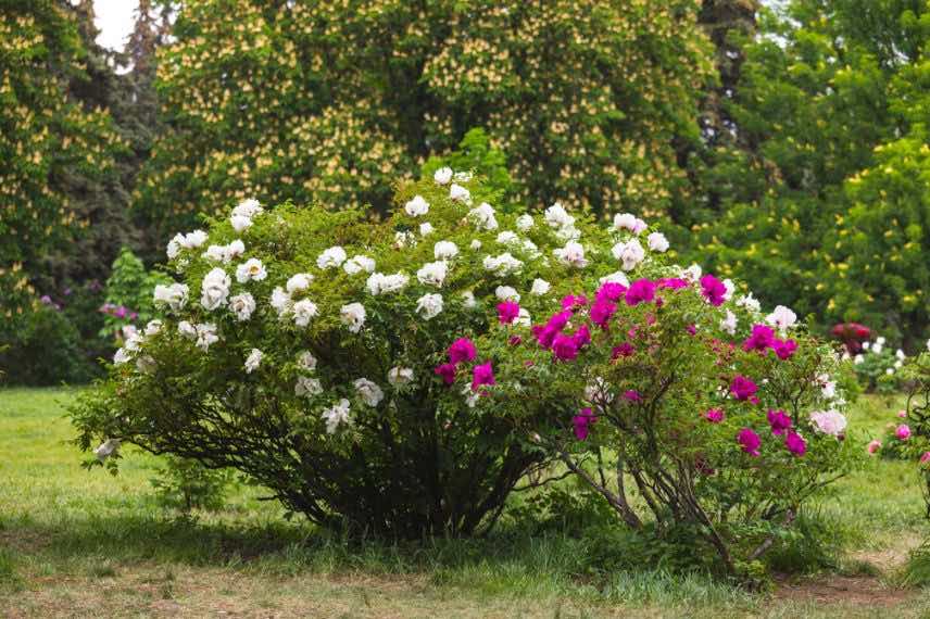 pivoines arbustives