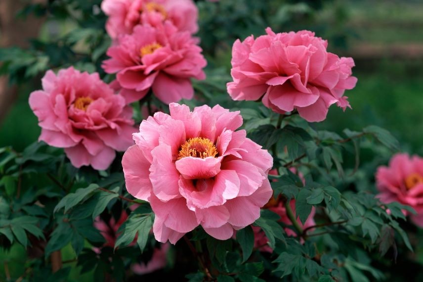 fleurs roses de pivoine