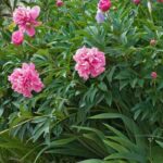 Quel est le meilleur endroit pour planter une pivoine ?