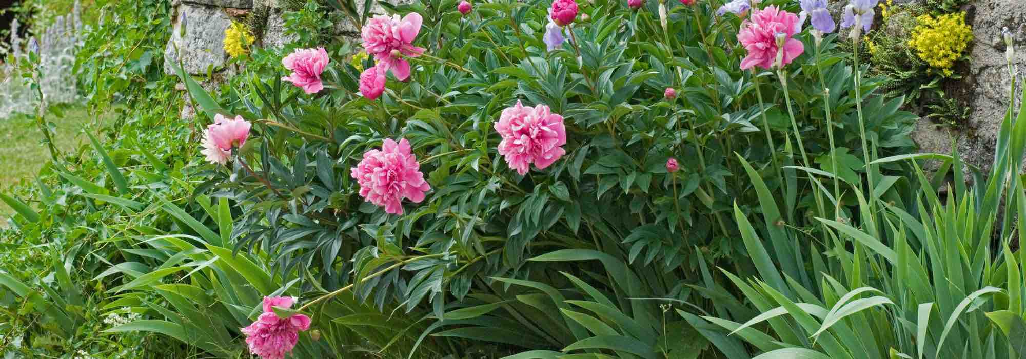 Quel est le meilleur endroit pour planter une pivoine ?