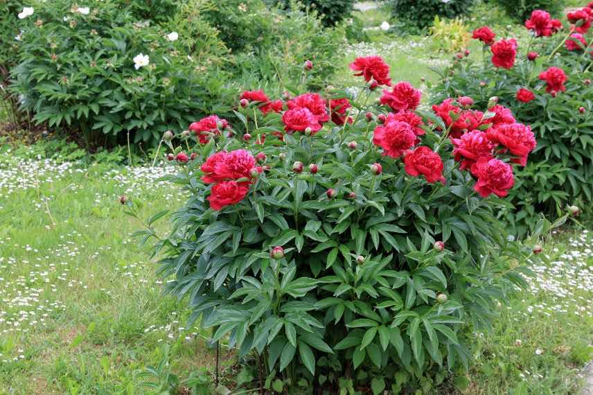 pivoine à fleurs rouges