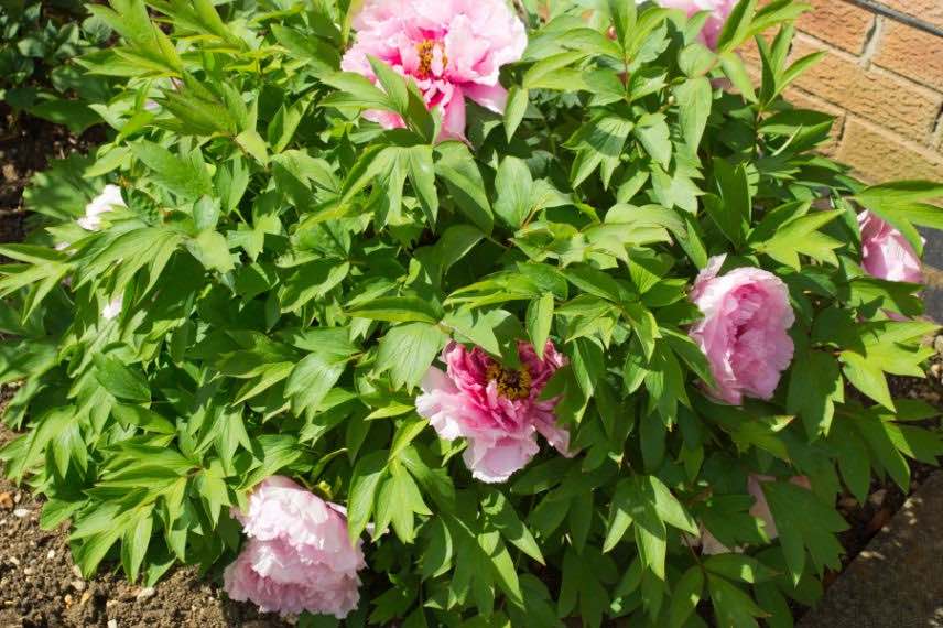 pivoine à fleurs roses