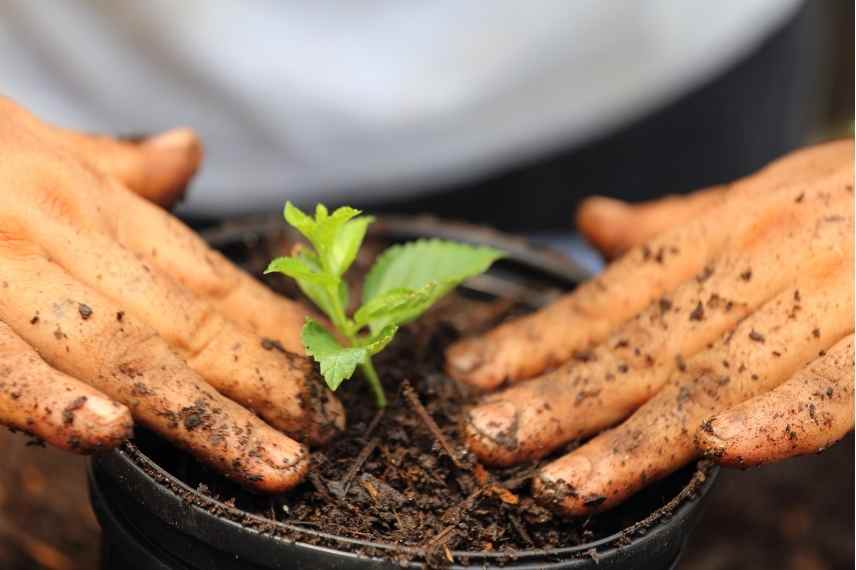 comment cultiver lantana en pot