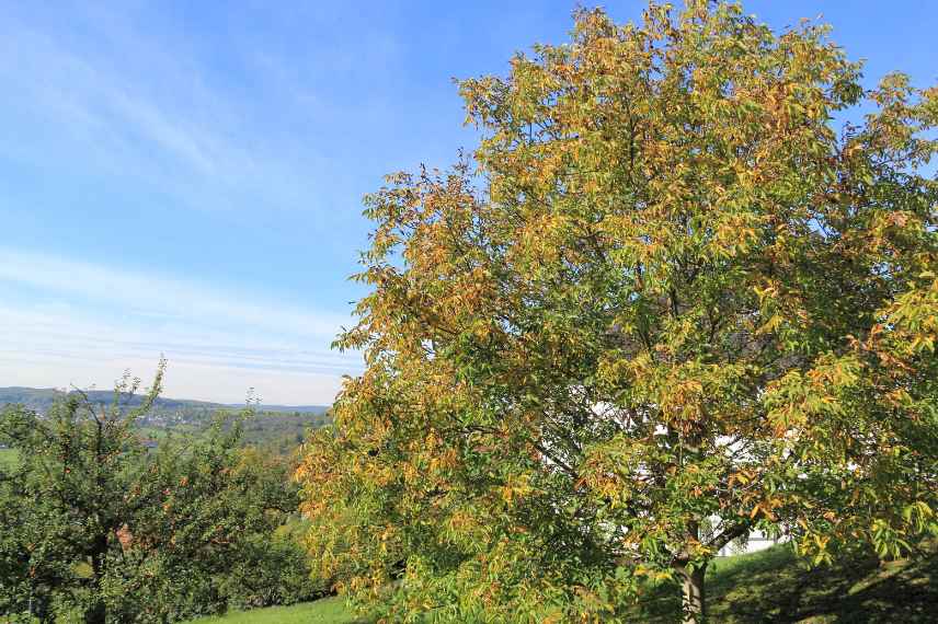 planter sous un noyer