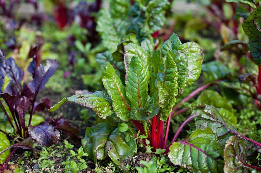 bettes au potager