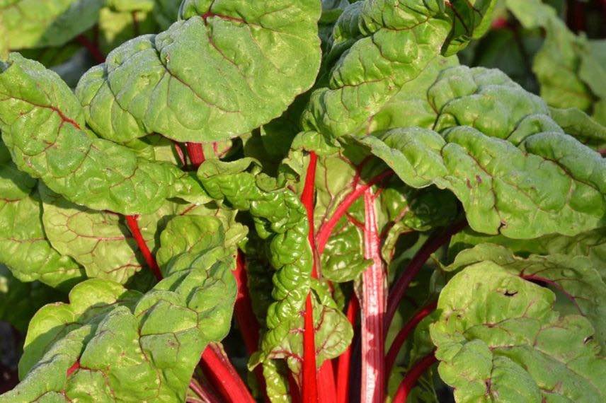 poiree ou bette à cardes rouges