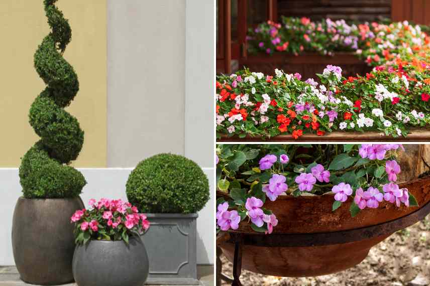 impatiens pour balcon terrasse