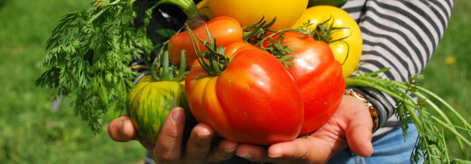 Cultivez votre propre potager : mangez sainement et économisez de l'argent