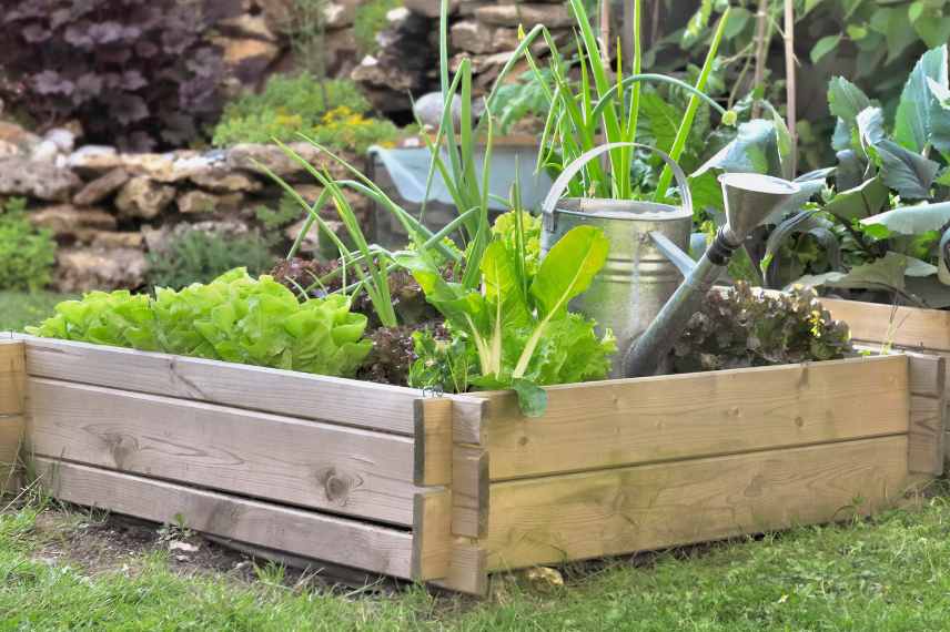 potager sous un noyer