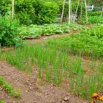 Comment créer un potager à votre mesure en fonction de vos besoins ?