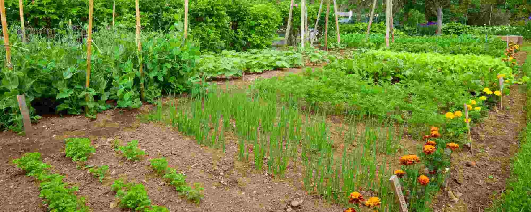 Comment créer un potager à votre mesure en fonction de vos besoins ?