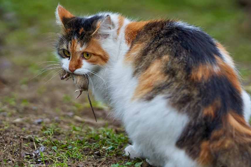 interet chat au potager