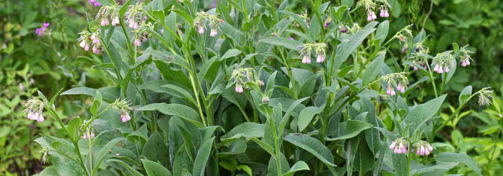 Les plantes stimulantes à utiliser en purin et décoction pour booster vos cultures