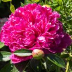 Comment rater ses pivoines en 5 leçons ?