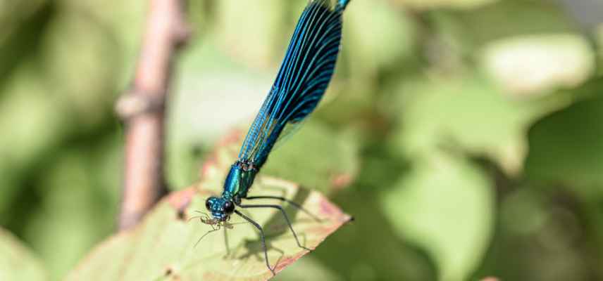 nourriture des libellules, predation libellules