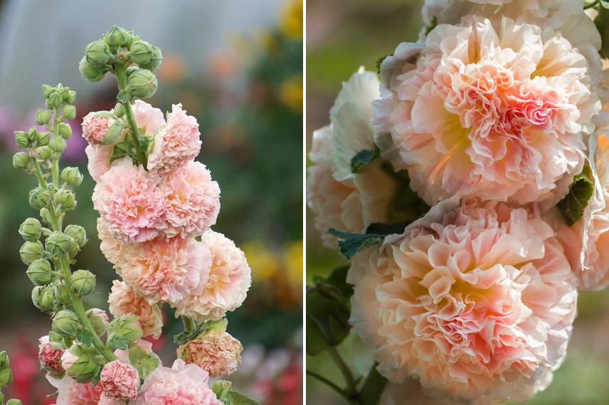 Alcea rosea 'Chater's Double saumon'