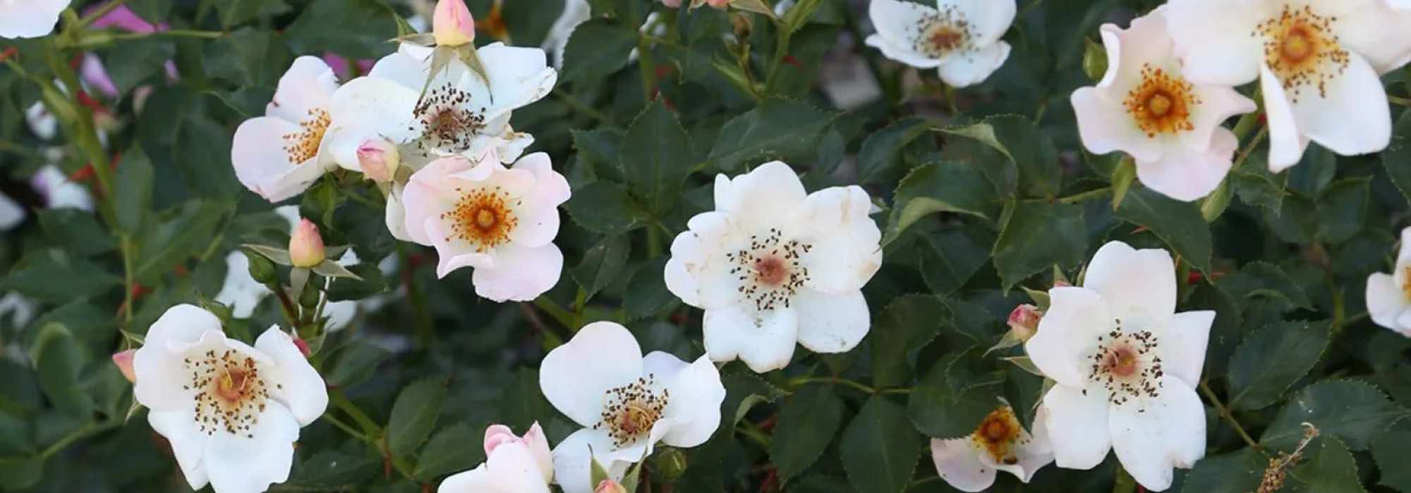 Découvrez 7 rosiers appréciés des butineurs 