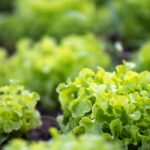 Avec les salades, on a l'embarras du choix !