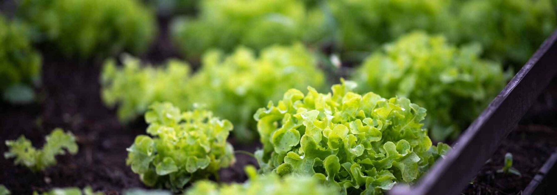 Avec les salades, on a l'embarras du choix !