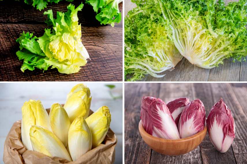 salades chicorées : différentes variétés
