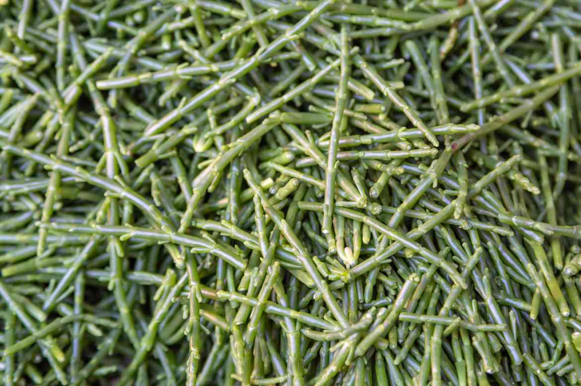 salicornia