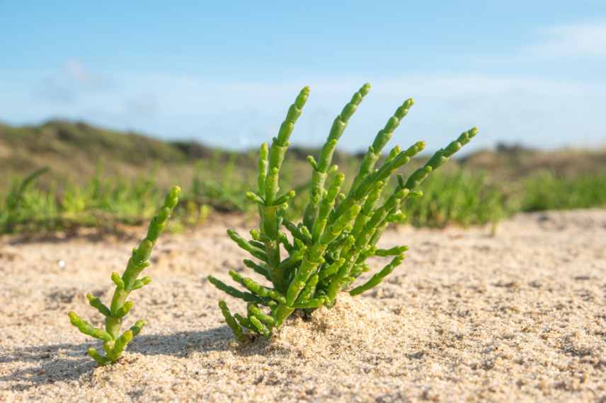 salicornia europea