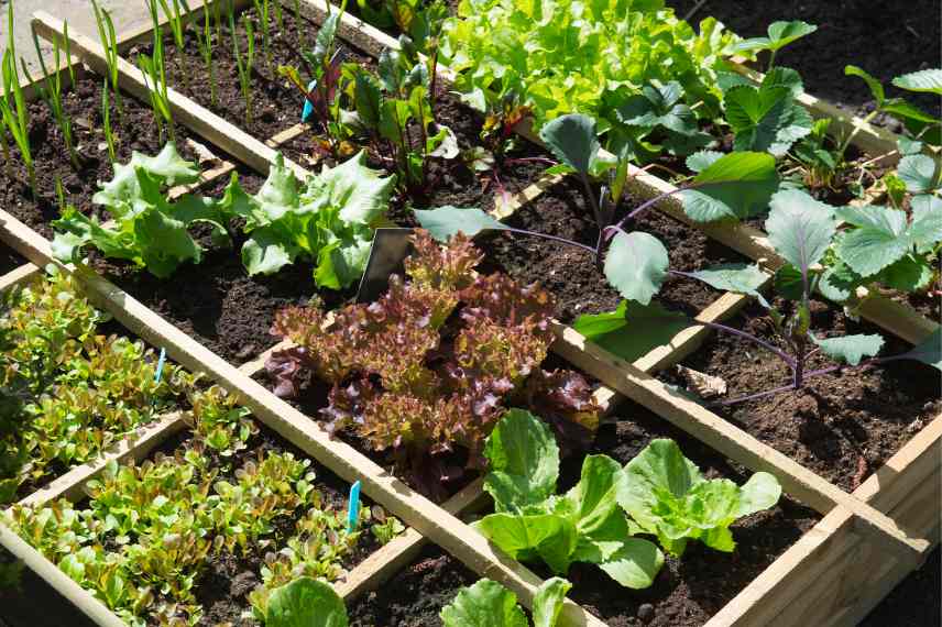 potager quelle superficie ?