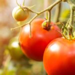 Peut-on vraiment cultiver des tomates sans eau ?