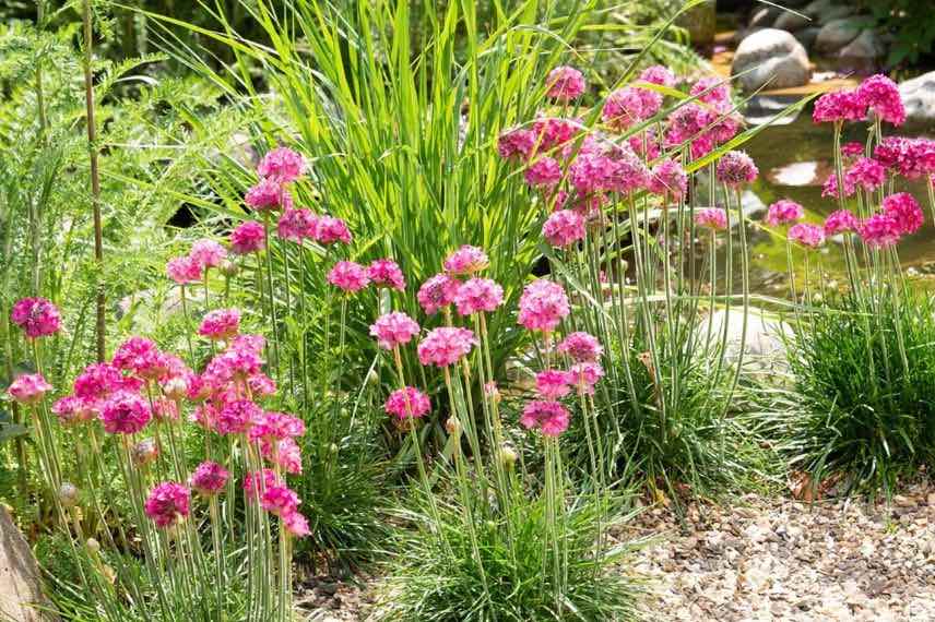 fleurs roses de gazon d'espagne