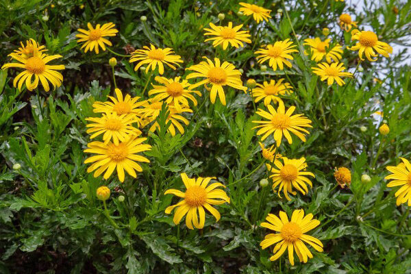 Comment bouturer l'Euryops ?