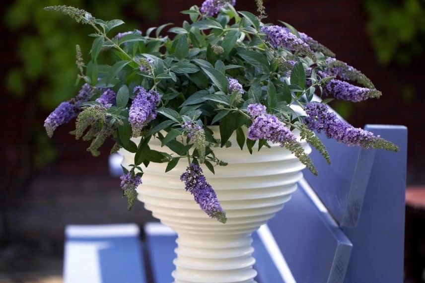 fleurs mauves de buddleia