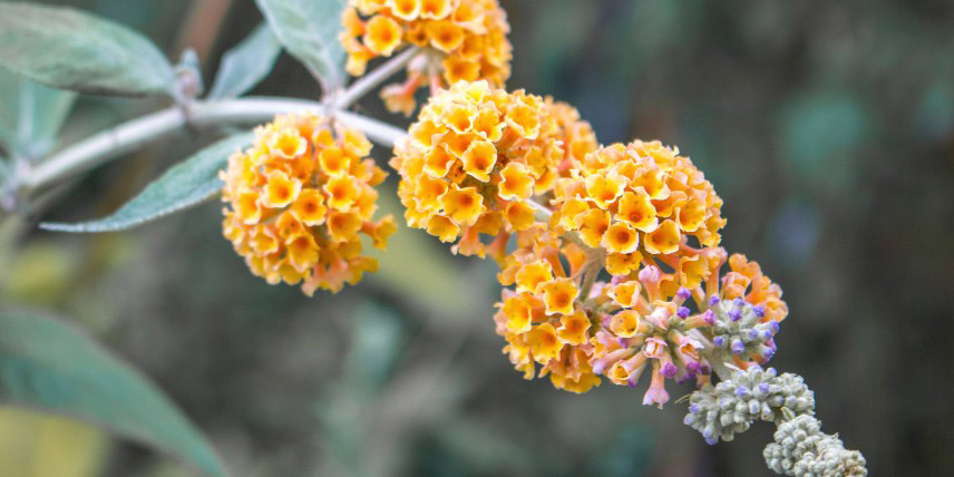 Les fleurs orangées du Buddleja x weyeriana ‘Sungold’