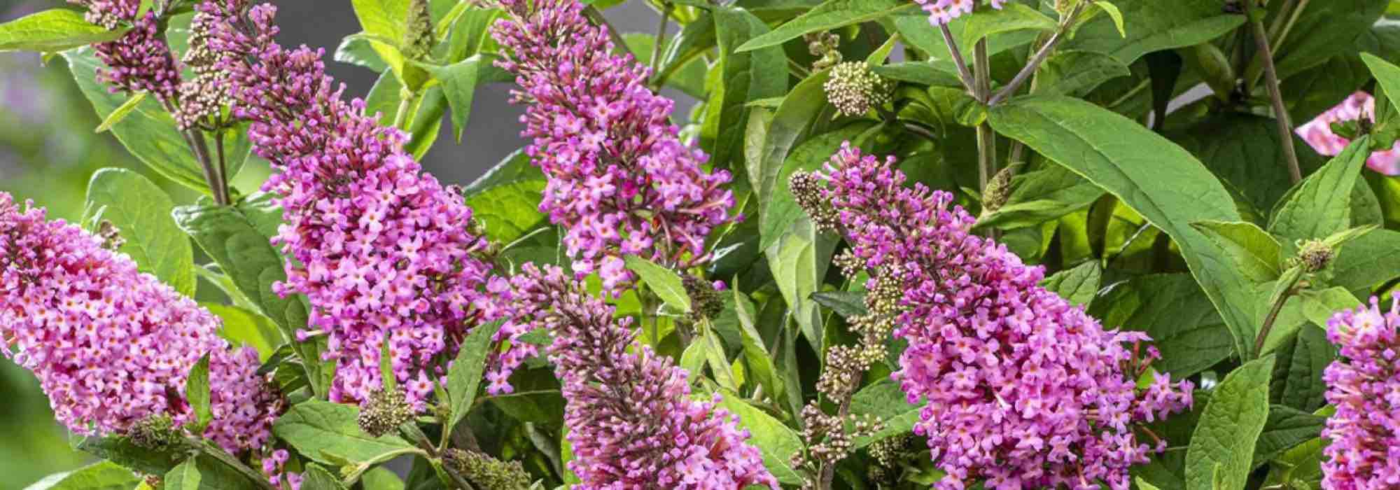Les meilleurs arbres à papillons roses pour le jardin