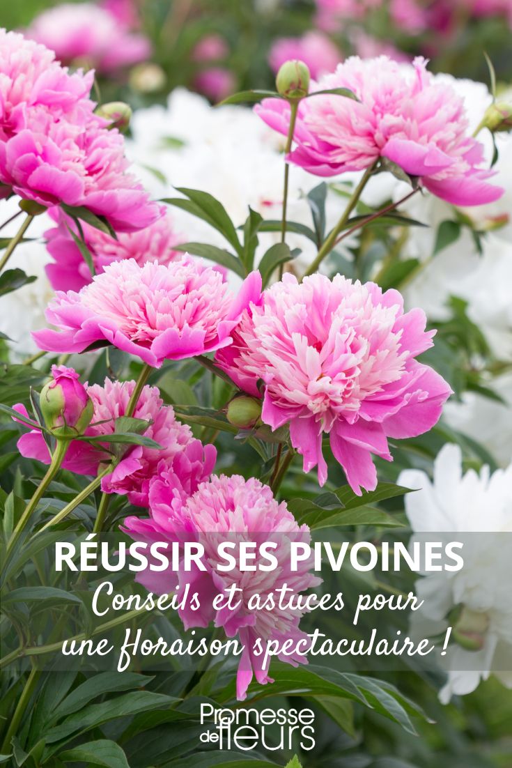 conseils pour voir fleurir ses pivoines