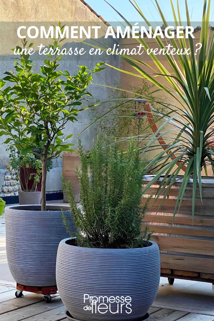 des plantes sur terrasse en plein vent