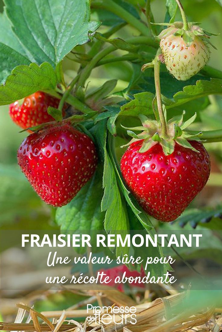 fraise remontante