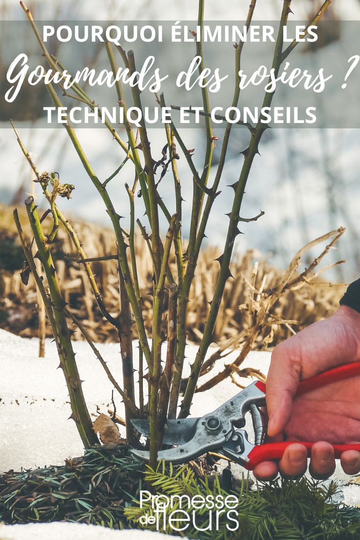 rejets des rosiers