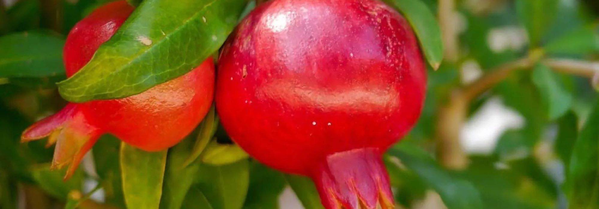 Grenadier à fruits : les meilleures variétés