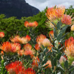 Créez un jardin exotique et dépaysant avec l'inspiration Safari Végétal