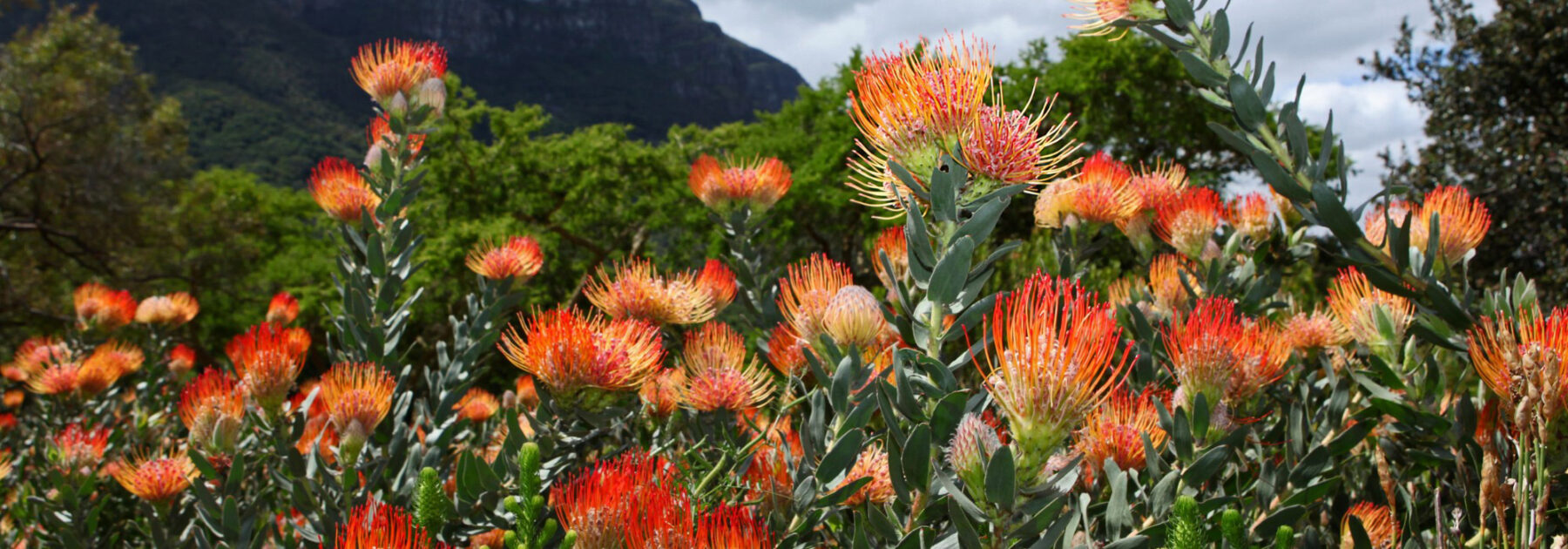 Créez un jardin exotique et dépaysant avec l'inspiration Safari Végétal