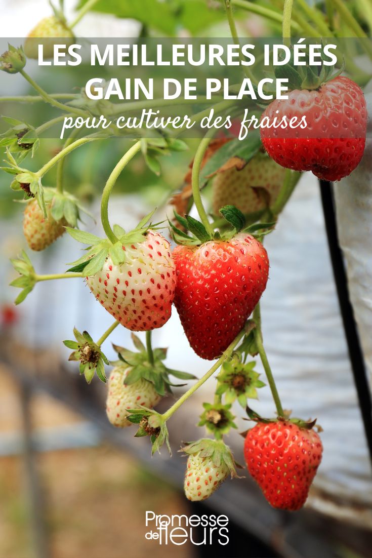 fraisiers et petits espaces