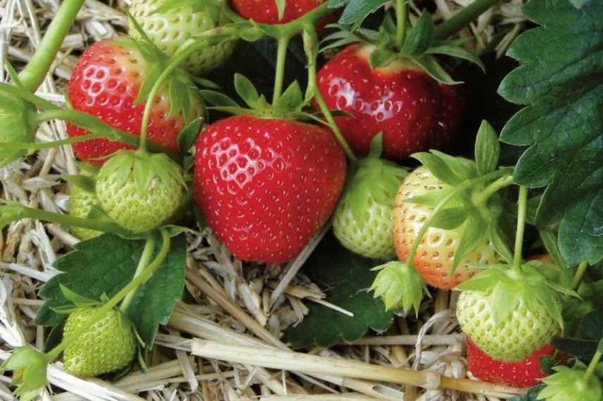 Les 9 Meilleures Vari t s De Fraisiers Remontants Blog Promesse De Fleurs Les 9 Meilleures Vari t s De Fraisiers Remontants Blog Promesse De Fleurs