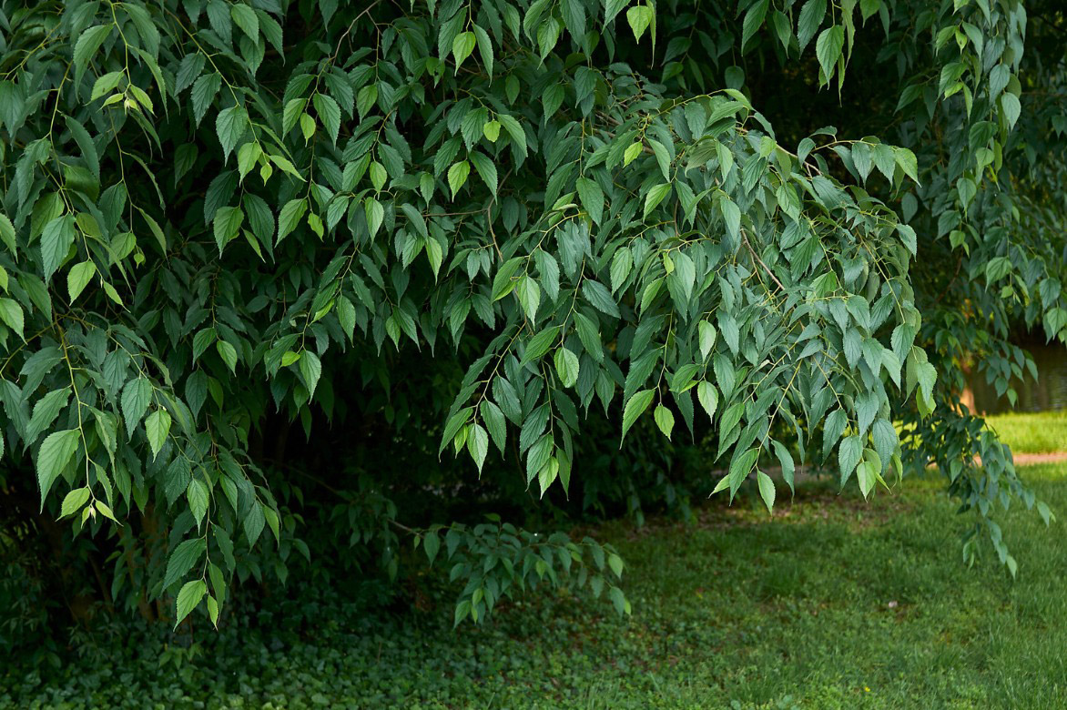 Micocoulier De Provence Plantation Culture Entretien