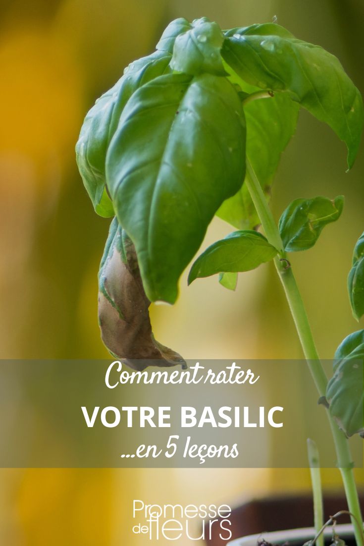 humour décalé pour apprendre à soigner son basilic