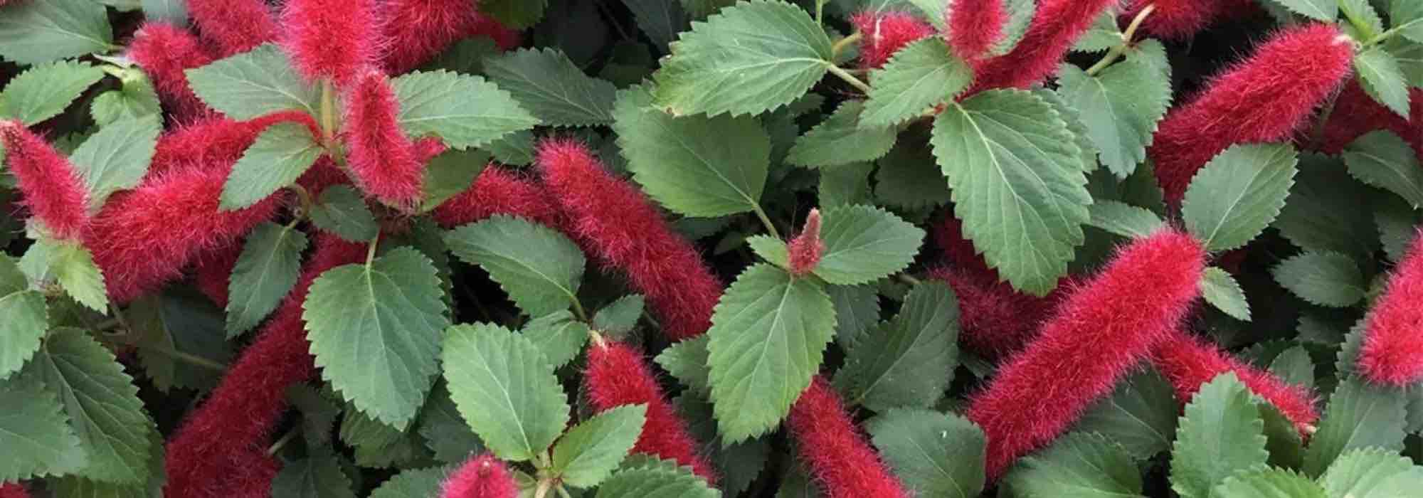 7 arbustes exotiques à floraison estivale