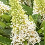 Les meilleurs Buddleias blancs pour un jardin fleuri