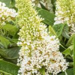 Les meilleurs Arbres à papillons blancs pour un jardin fleuri