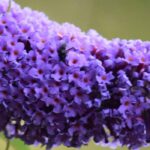 Les meilleurs Buddleias violets, mauves et pourpres pour votre jardin