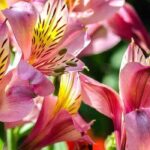 Les meilleurs bulbes à floraison estivale pour jardin ensoleillé